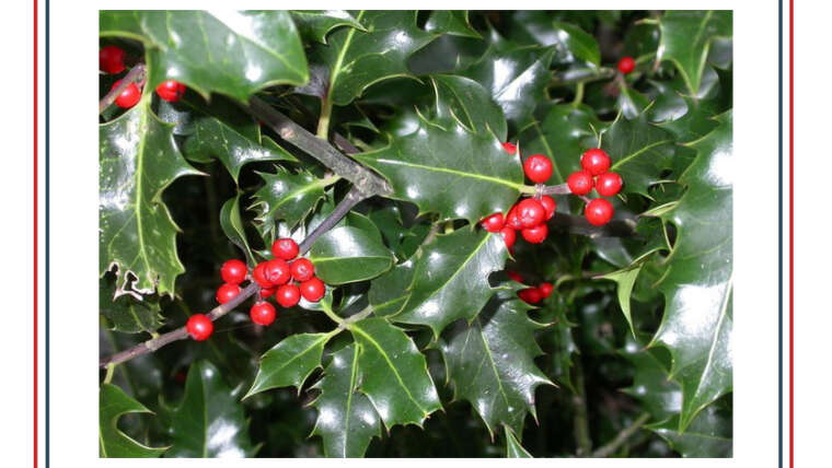 Holly Branches
